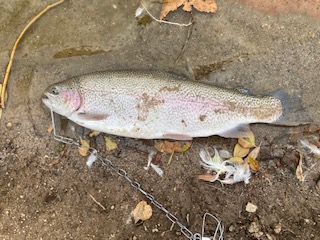 Trout Fishing: Mini Jigs Vs Double Dropshot - Hesperia Lake 